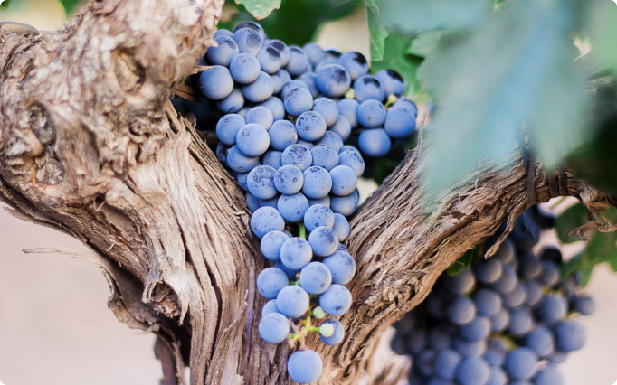 Ateliers a la decouverte du vin et des vignobles occitans